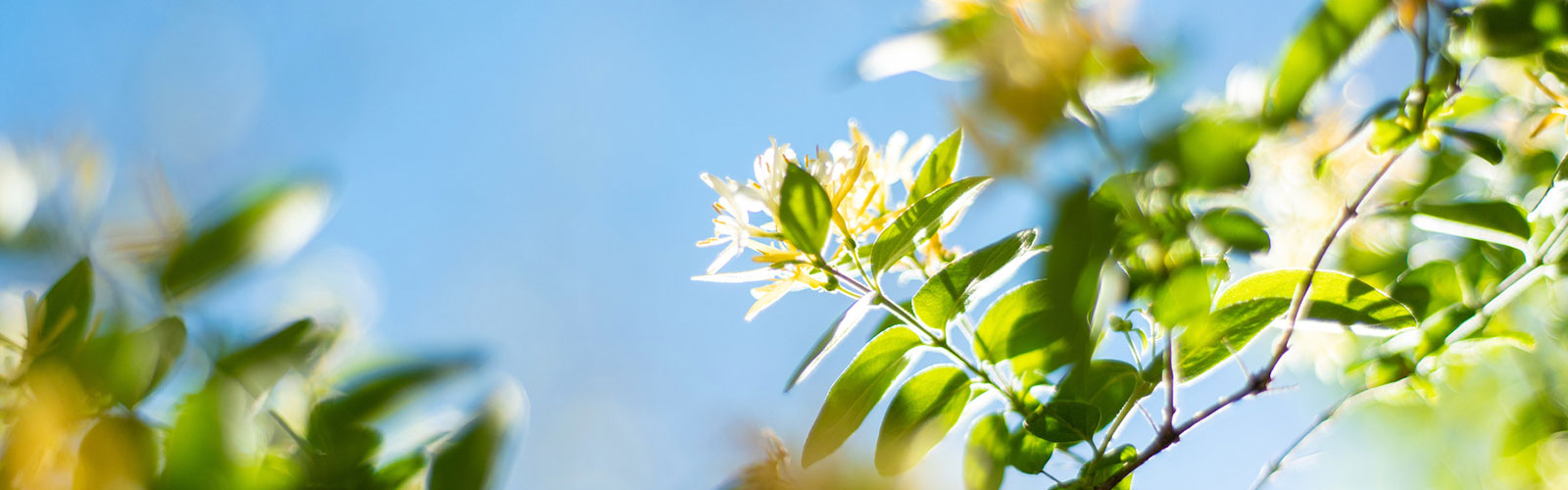 About Tree Flower Blur